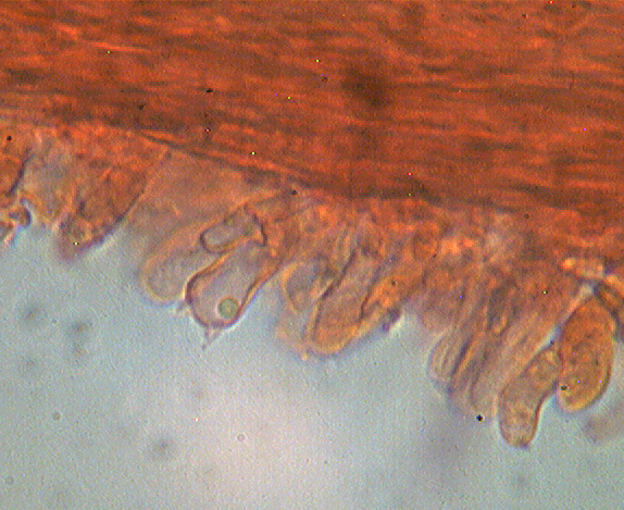 Steccherinum bourdotii